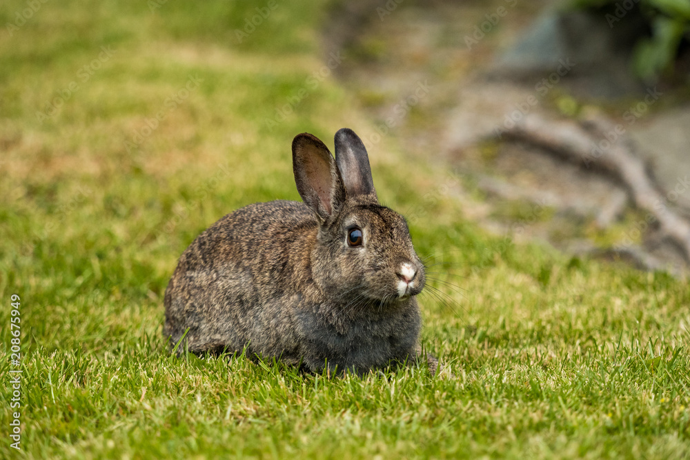 cute brown bunny with white nose laying on the grassy ground cute brown bunny with white nose laying on the grassy ground
