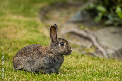 portrait of brown rabbit eating on the green grass field © Yi