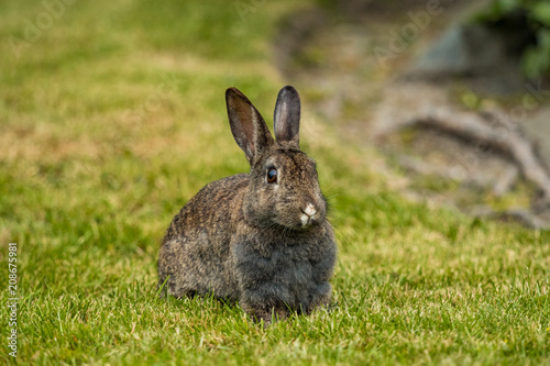 portrait of brown rabbit resting on the green grass field © Yi
