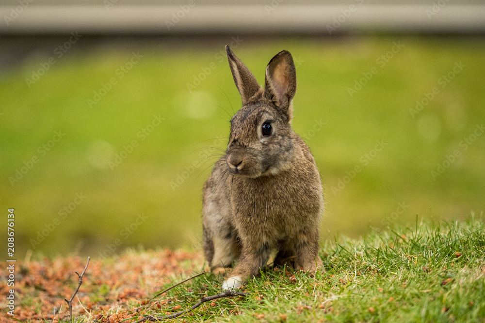 Fototapeta premium cute brown bunny with big eyes sitting on the slope look at side