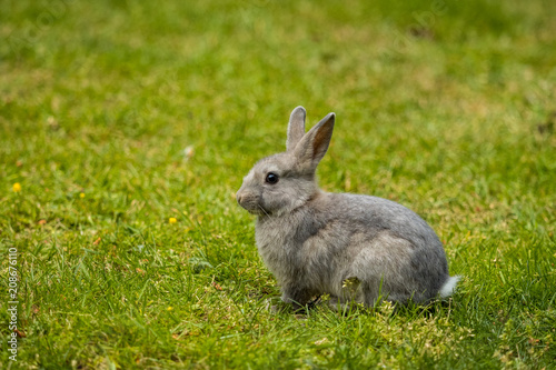 portrait of cute small rabbit sitting on the grass