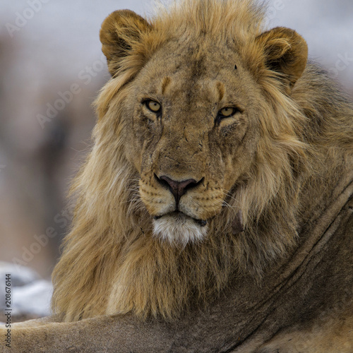 Portrait of a male lion in Etosha National Park in Namibia