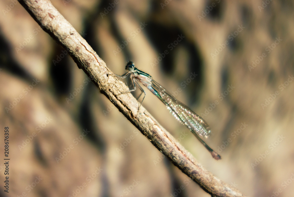dragonfly on the branch in summer sunset light dragonfly on the branch in summer sunset light