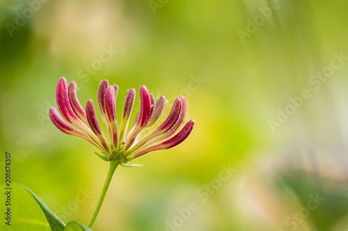 single red flower with think up grow petals with green background