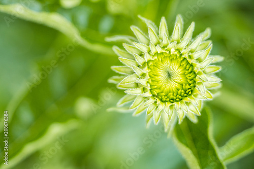 green daisy flower close - up with green background