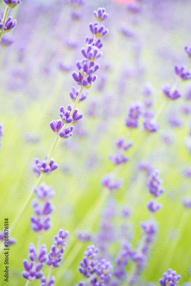 Obraz premium lavender field with creamy background
