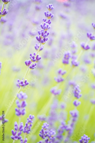 lavender field with creamy background