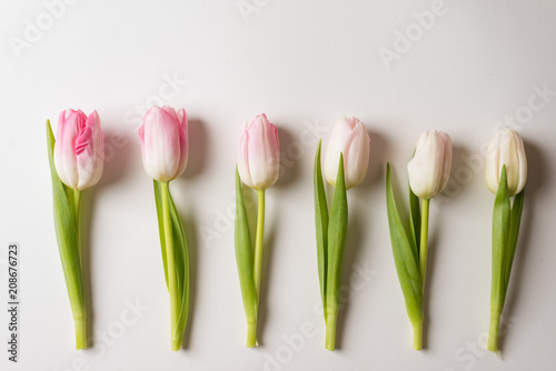 tulips on the white background