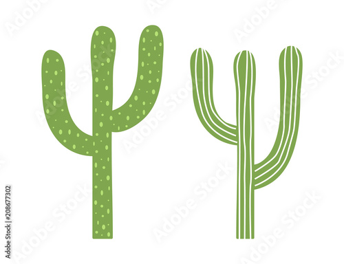 Cacti isolated on white background. Vector illustration.