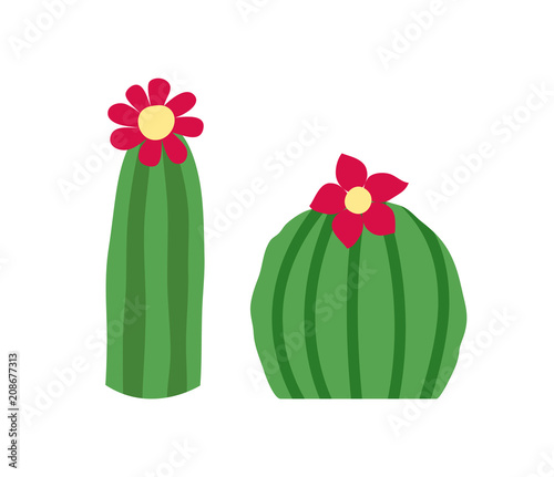 Blooming cactus set. Isolated on white background. Vector illustration. © ksenica