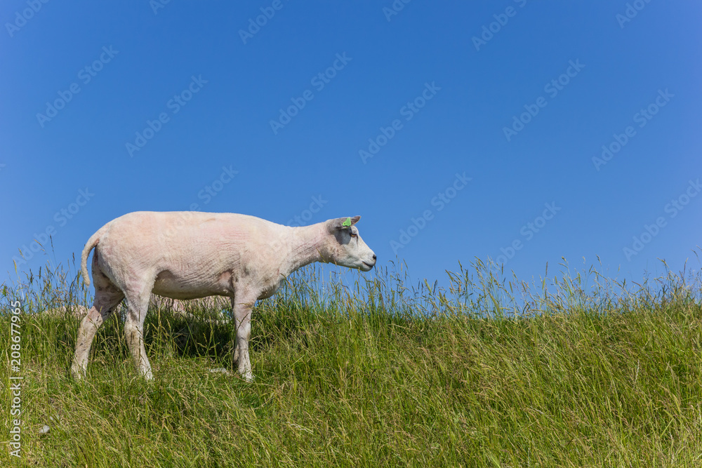 Sheep on a dike on Texel island, The Netherlands Sheep on a dike on Texel island, The Netherlands