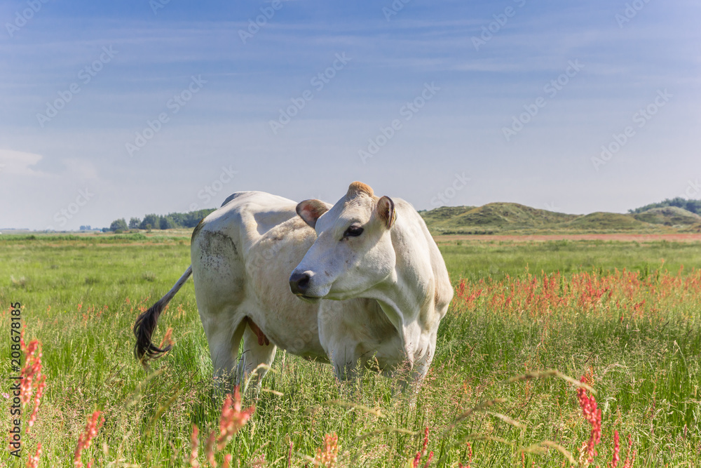 Obraz premium Piemontese cow in a colorful meadow, The Netherlands