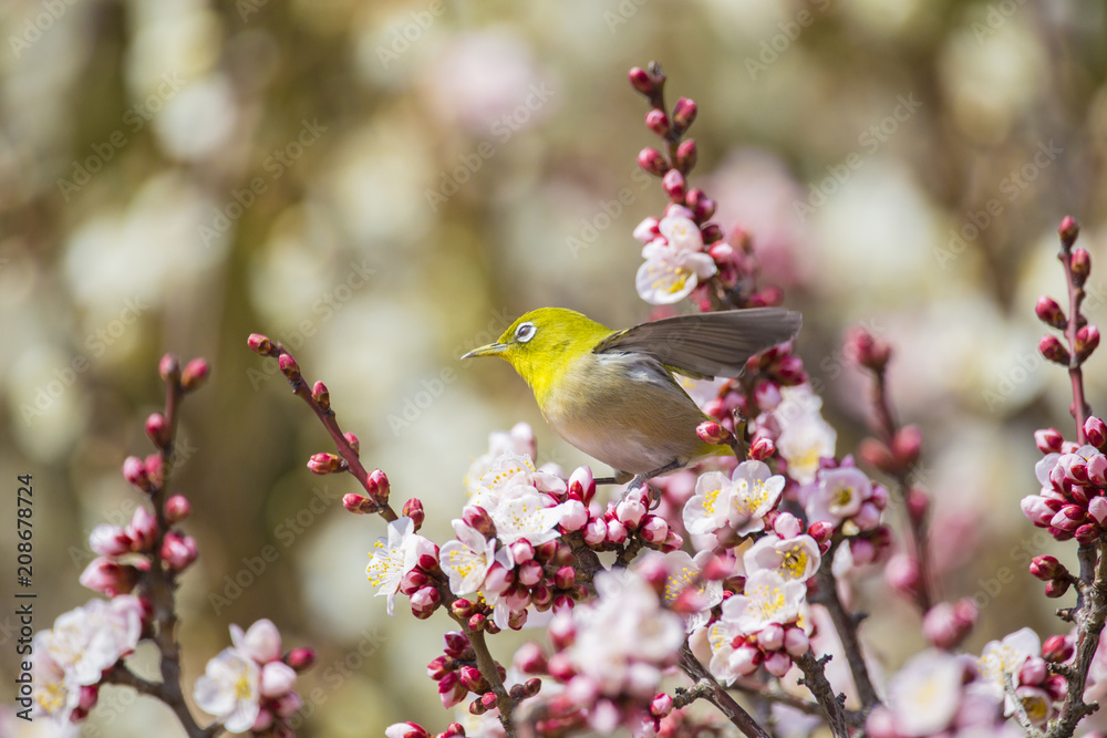 梅の花とメジロ
