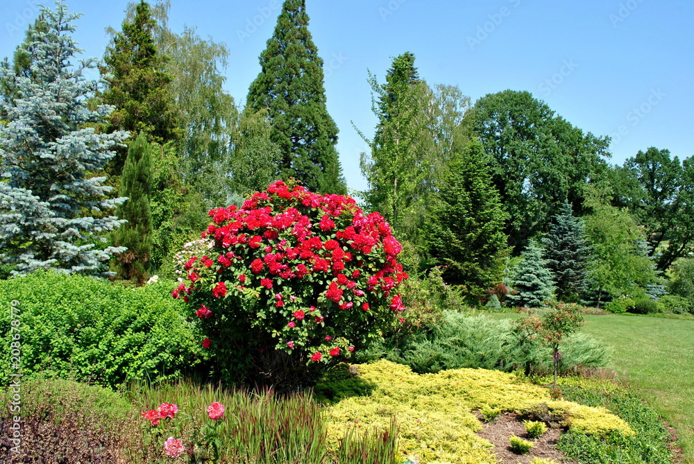 Obraz premium Kwitnący ogród