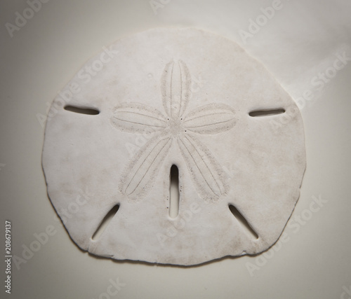 Sand Dollar photo