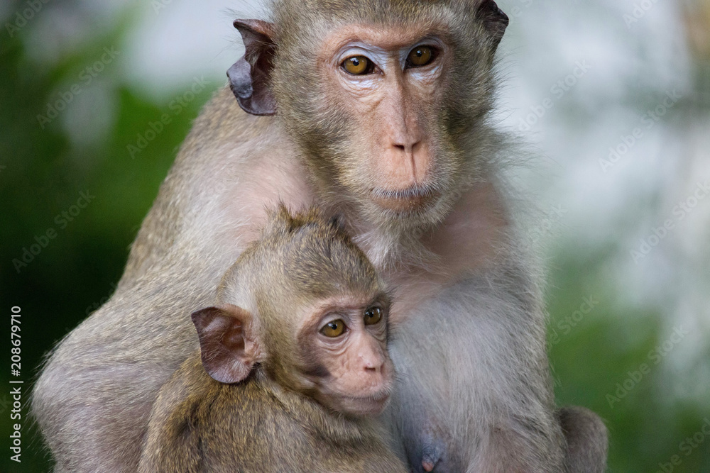 Fototapeta premium 可愛いサル