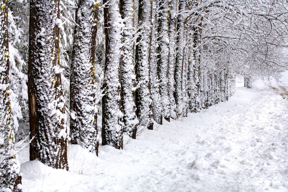 Fototapeta premium Row of trees Leading to sunlight in winter
