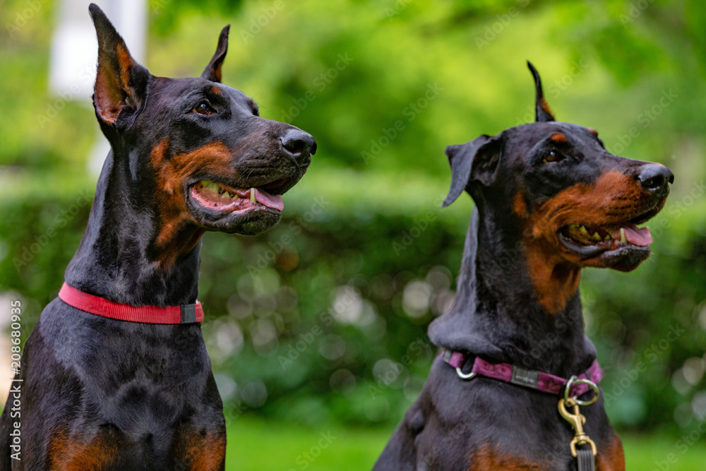 two black dobermans sitting on the grass