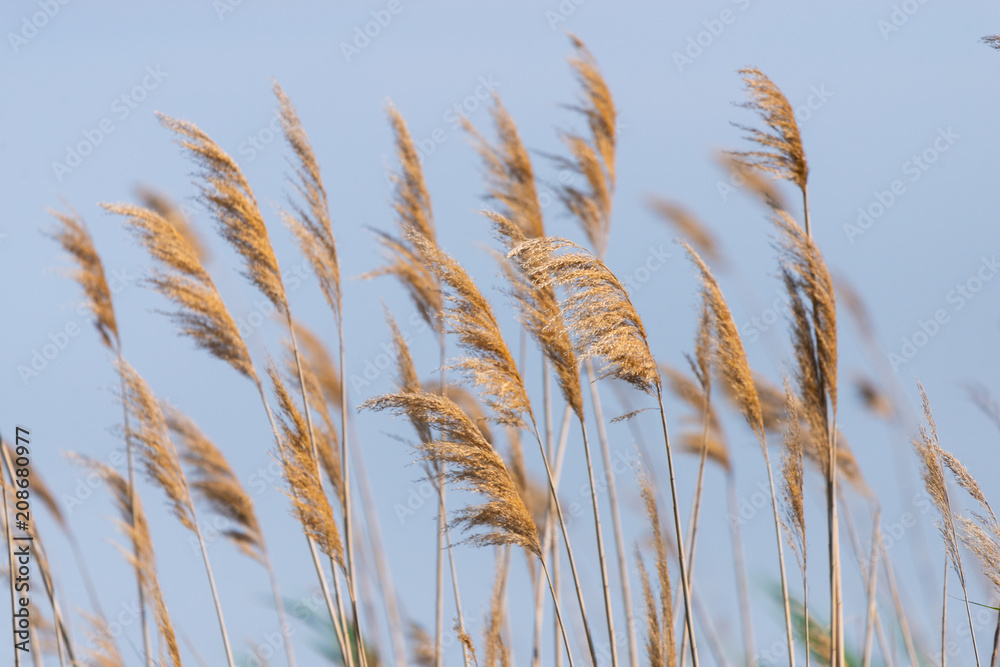 Seedy reed stalks on blue sky background Seedy reed stalks on blue sky background