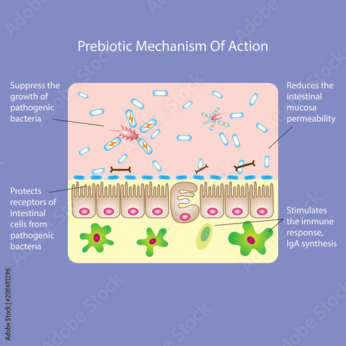 Prebiotic's or probiotic's mechanism of action. Medical vector illustration