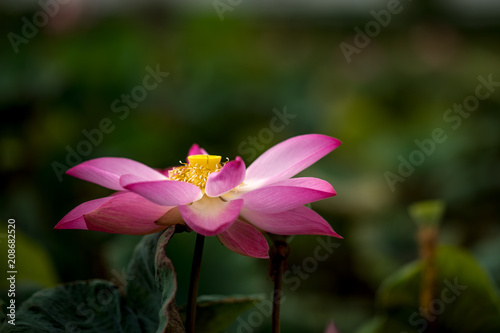 Red lotus flower.