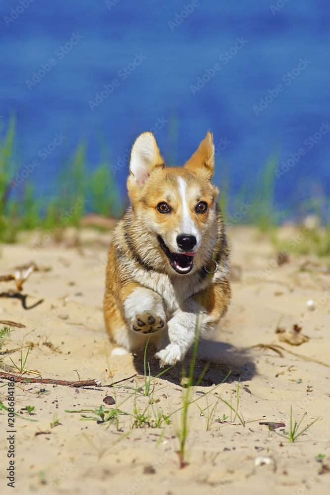 Cute Welsh Corgi Pembroke puppy running outdoors on a sandy beach in summer