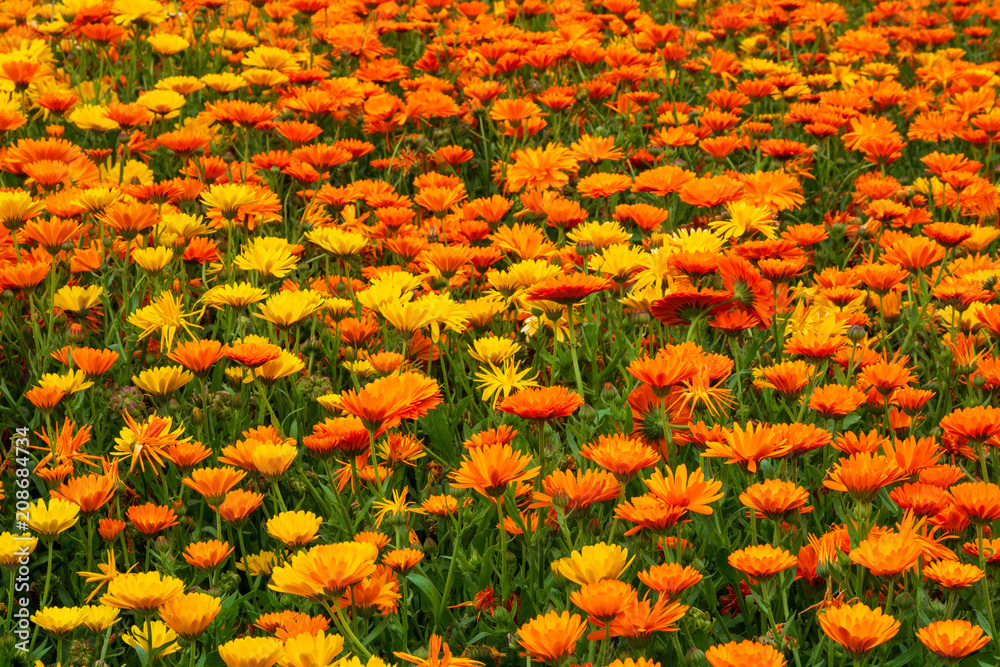 yellow and orange flowers