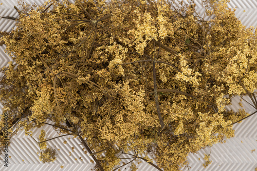 Fotografija Dried Elder or Elderberry flowers