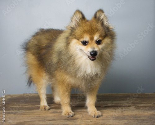 Pomeranian dogs are happy on a gray backdrop.