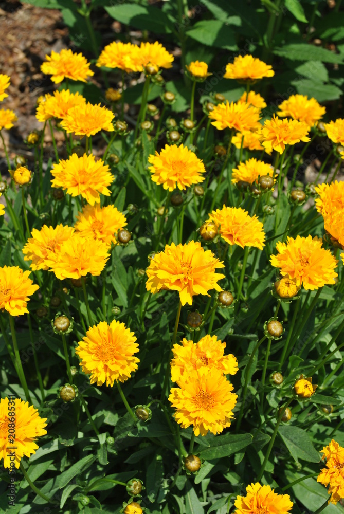 Żółte kwiaty, gailardia