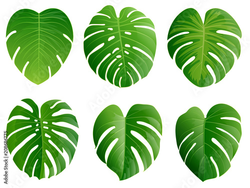 Summer, spring leaves set. Green flat icon. vector, Isolated on white
