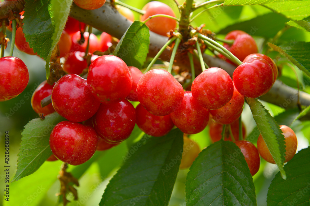 The ripe cherries are on the tree The ripe cherries are on the tree