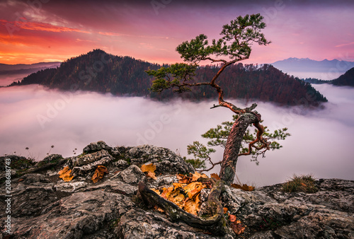 Relict pine proudly standing by the sea of ​​fog, Mogielica, Poland