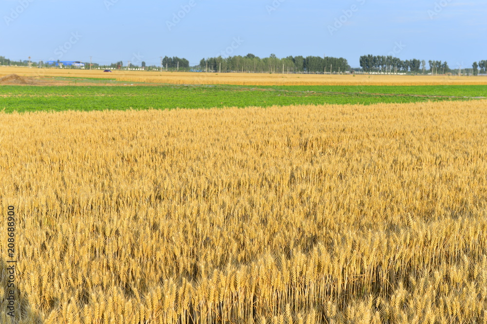 Wheat in the field