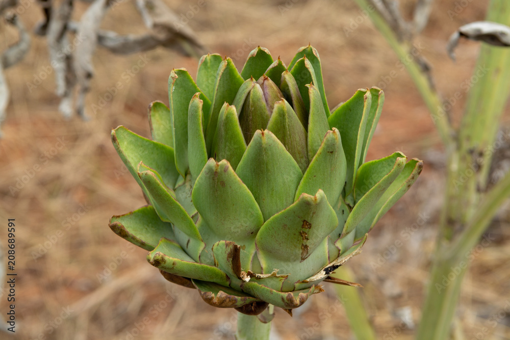 Artichoke plants with buds and flowers on farm field after harvesting in May, Apulia, Italy