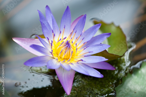 Water lily