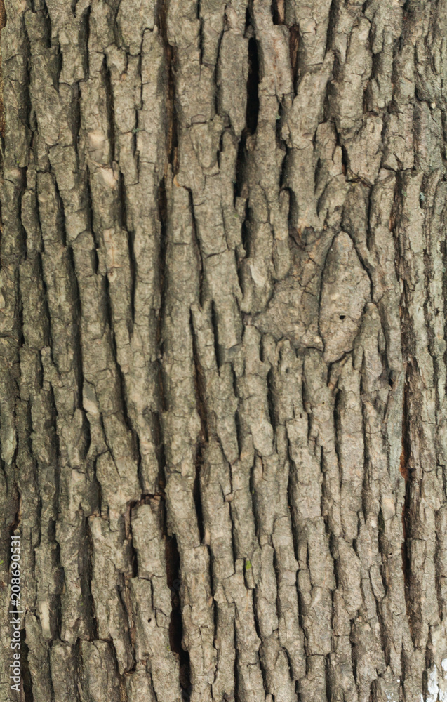 texture for designers-wood (oak, alder, ash)
texture for designers-wood (oak, alder, ash)