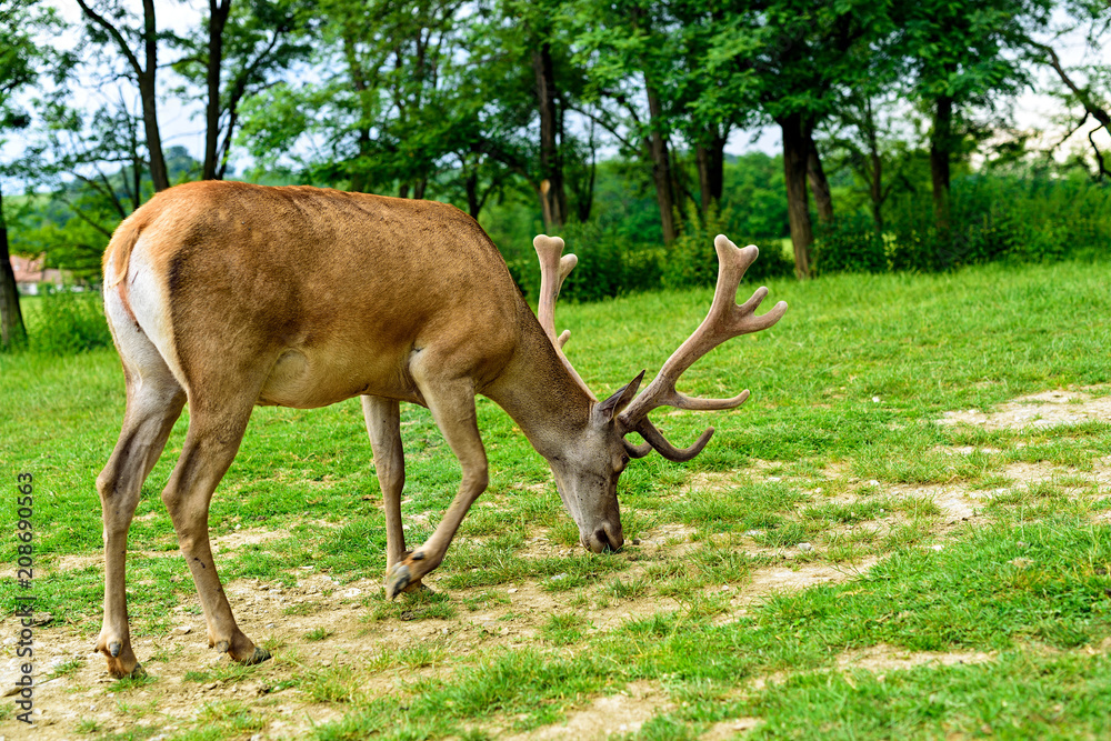 Naklejka premium Red deer stag (Cervus elaphus)
