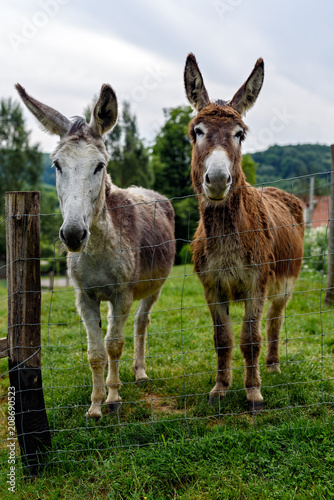 Two donkeys looking curiously into the camera