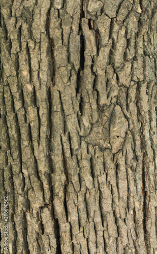 texture for designers-wood (oak, alder, ash) 