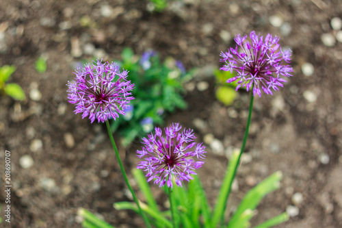 wild onions bloomed on the lawn in early summer