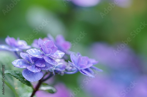 雨に濡れる紫色の紫陽花2
