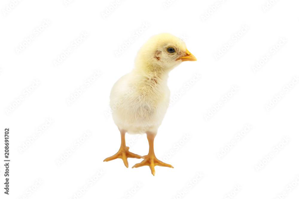 Cute baby chick isolated on white background