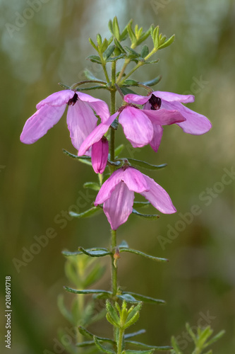 Close-up of Black-eyed Susan (Tetratheca juncea) - wildflower confined to Sydney Basin to NSW North Coast region - flowers always hang down like they’re shy