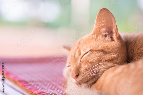 Fototapeta Naklejka Na Ścianę i Meble -  Ginger cat sleeping on the mat, pet at home