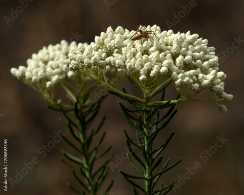 Close-up of Ball Everlasting, Sago Bush or White Dagwood (Ozothamnus diosmifolius) - NSW wildflower photo