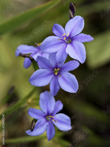 Close-up of Blue Stars Lily  Aristea ecklonii  - native to western   southern Africa  now naturalised in coastal parts of NSW   QLD  Australia