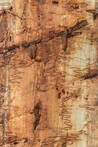 Close-up of trunk of a Scribbly Gum (Eucalyptus haemastoma) - named after the "scribbles" on its bark, tunnels made by the larvae of the scribbly gum moth (Ogmograptis scribula)