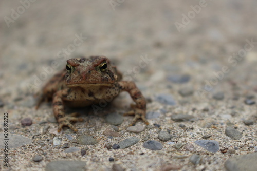 Posing Toad