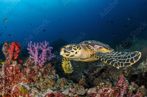 Hawksbill sea turtle (eretmochelys imbricata) © mekanphotography